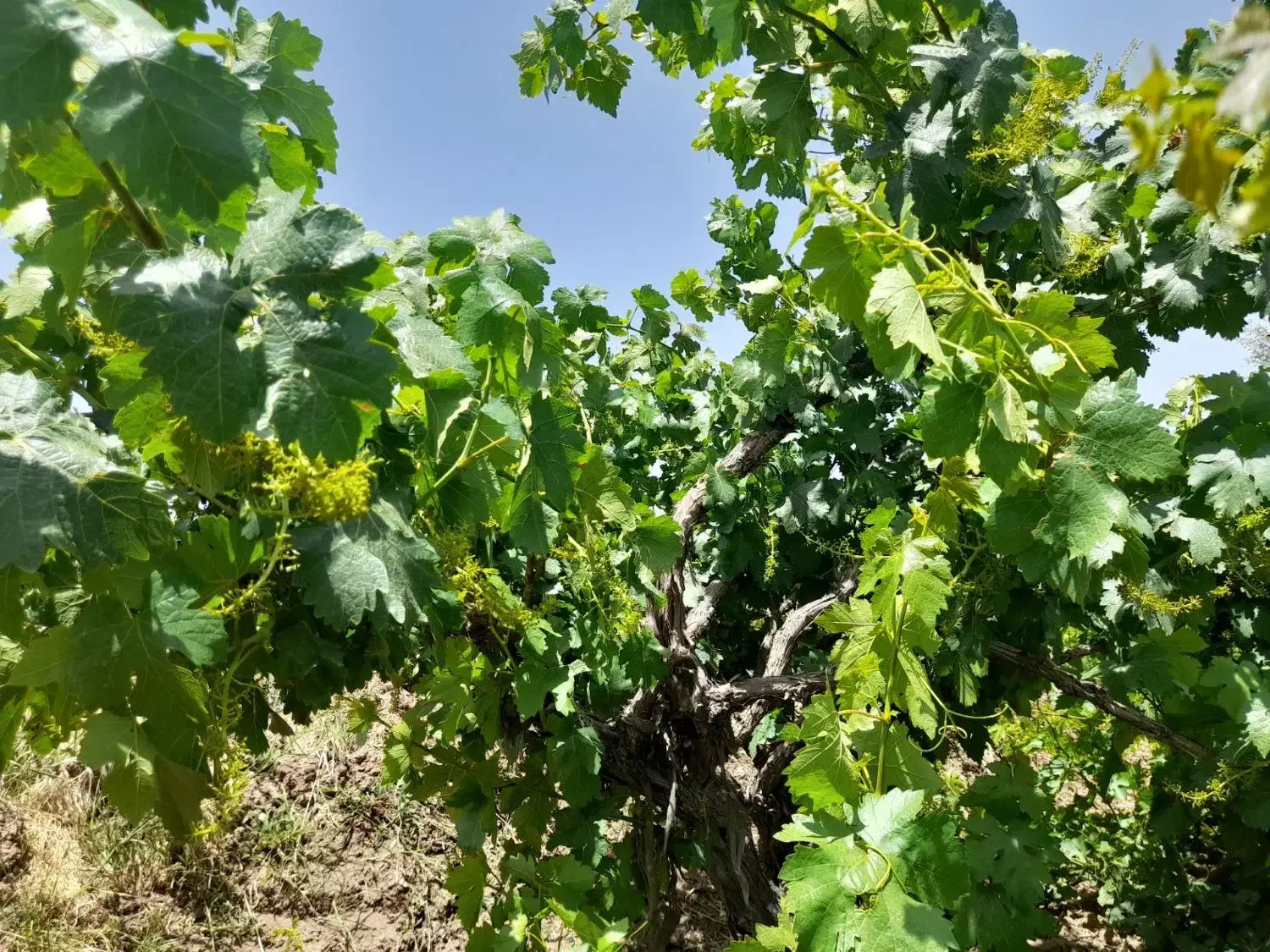 باغ انگور کمال آباد معاوضه هم میشود|فروش دفتر صنعتی، کشاورزی، تجاری|الوند, |دیوار