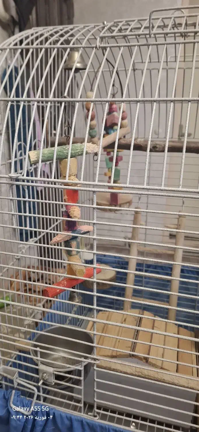 قفس طوطی وغیره...|لوازم جانبی حیوانات|فردیس, فردیس|دیوار