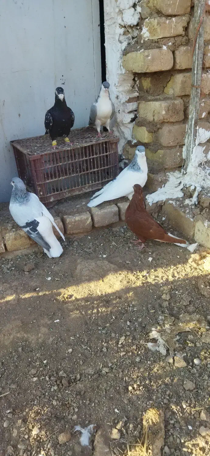 کفترچپ کبود دمسفید|پرنده|اقبالیه, |دیوار