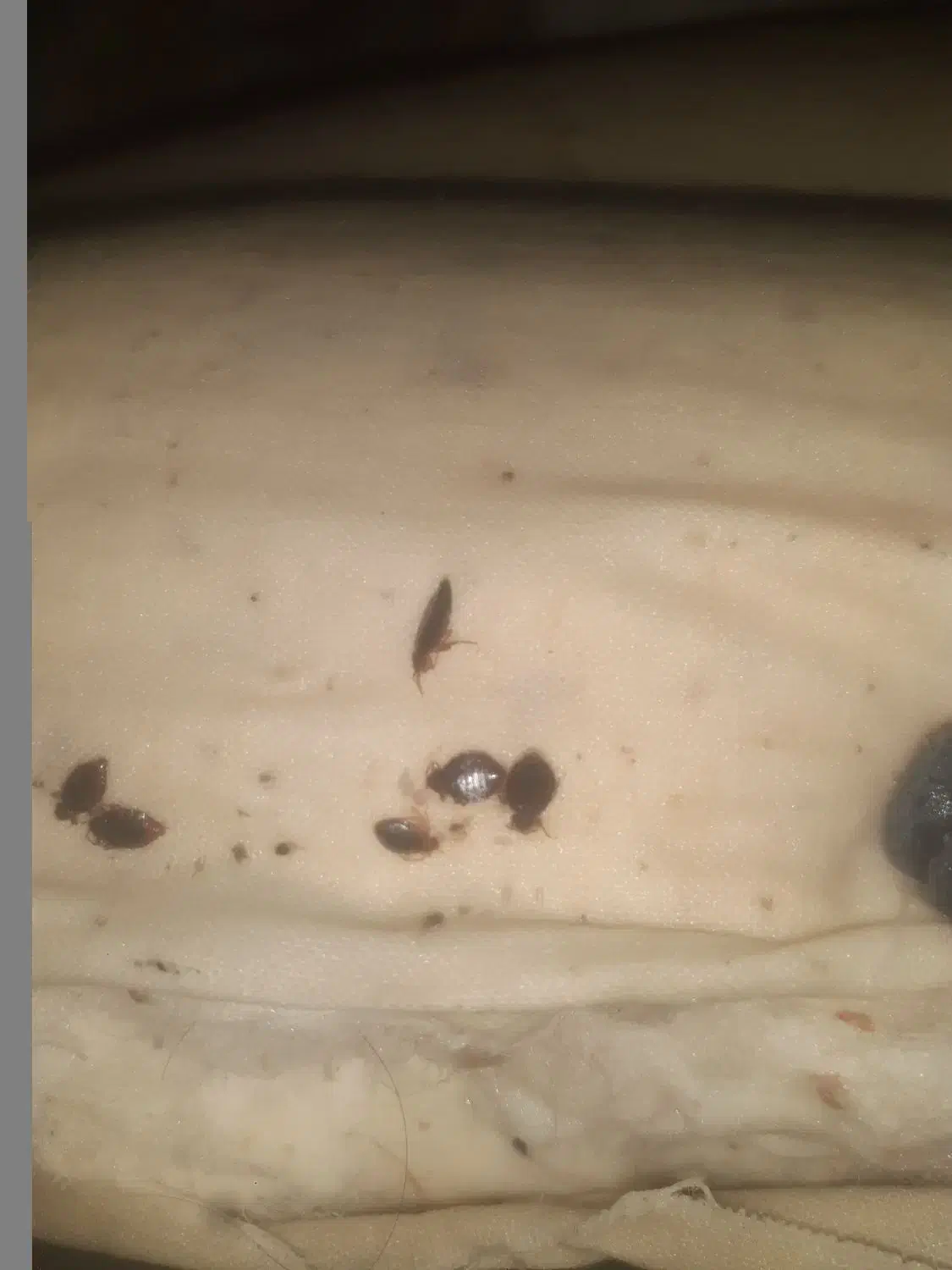 سمپاشی ساس،سوسک و...با ضمانت کتبی|خدمات نظافت|کرج, مصباح|دیوار