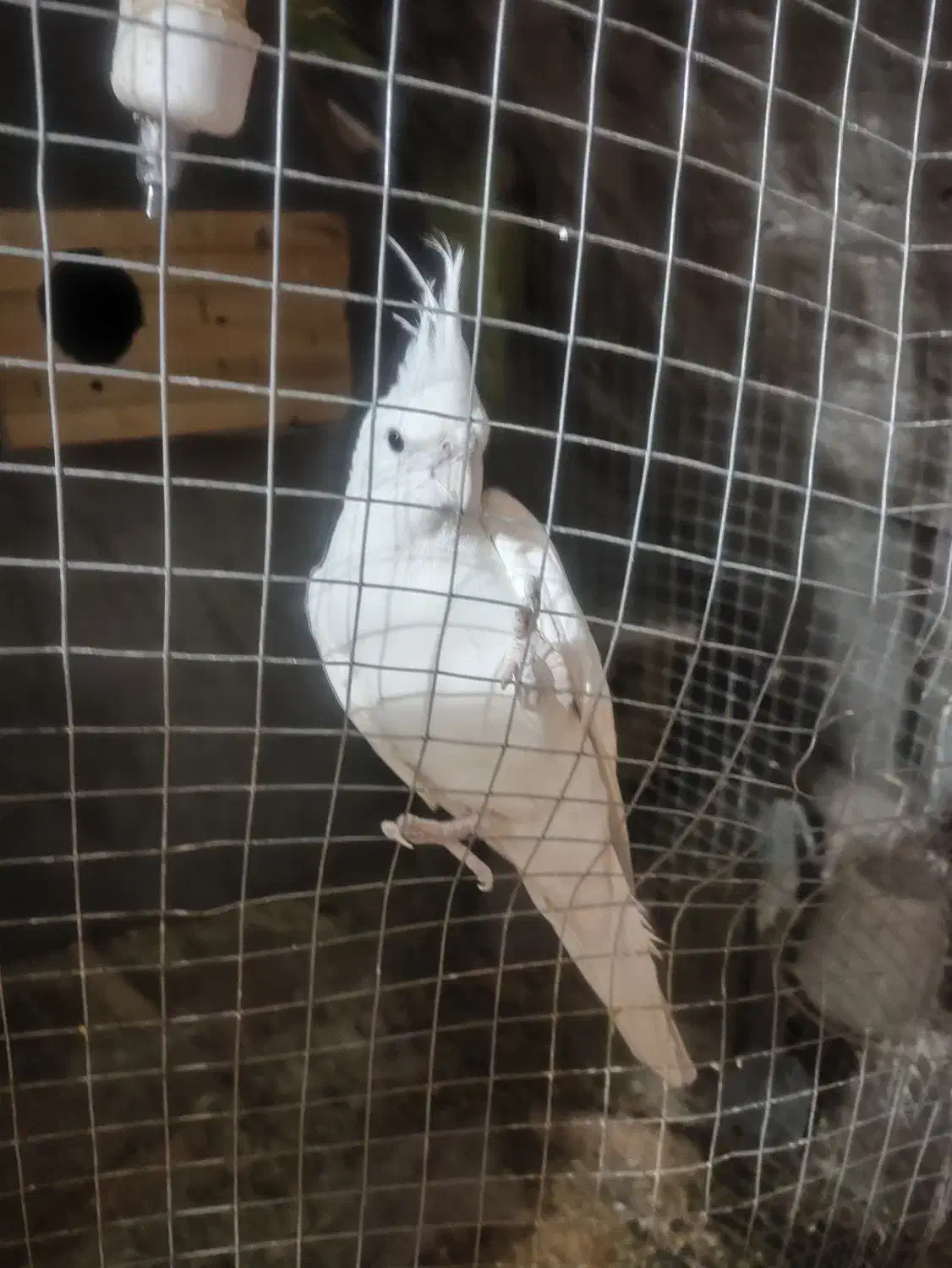 عروس هلندی . مرغ عشق . گرینچک .|پرنده|ایلام, |دیوار