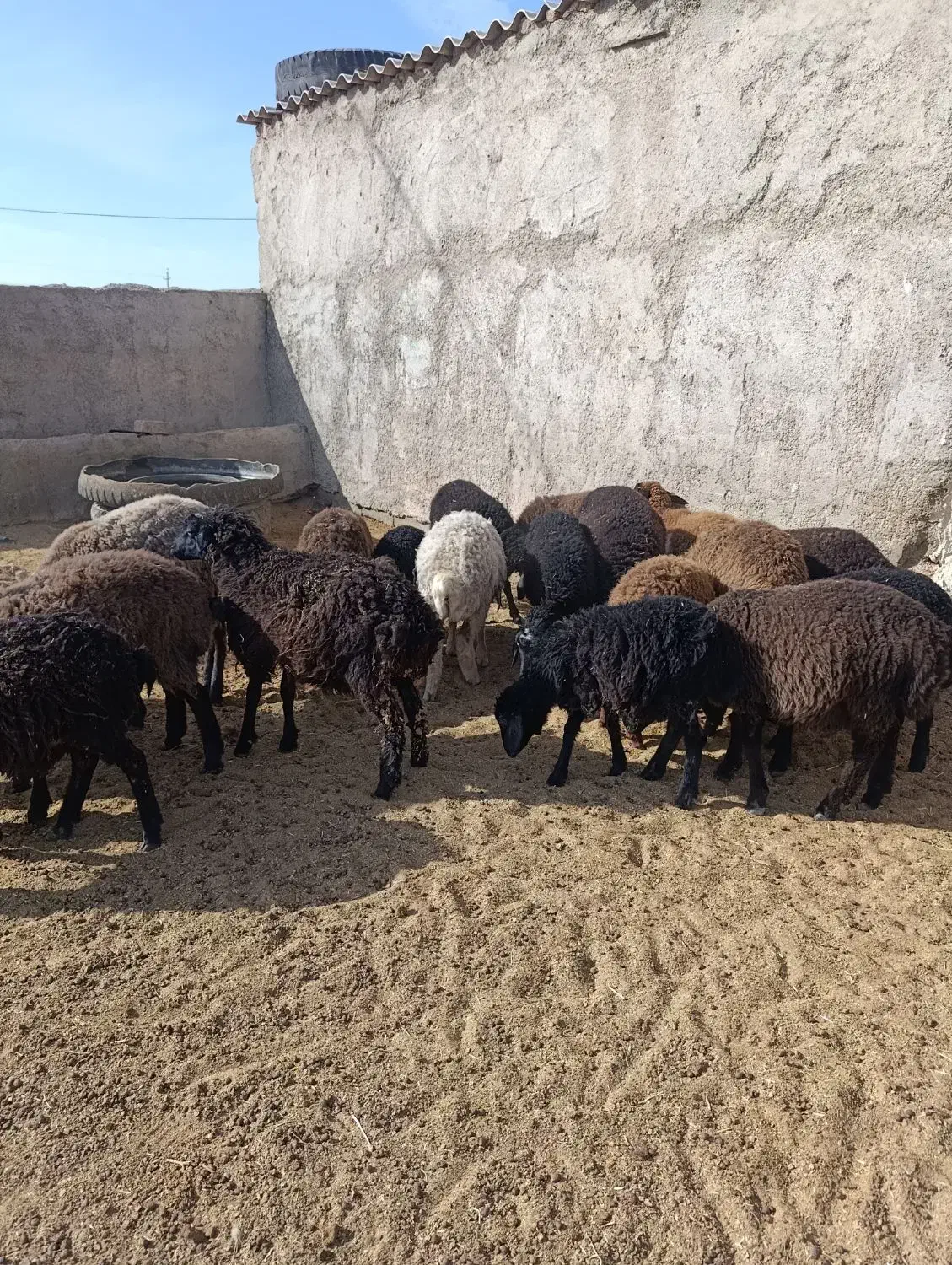 بره|حیوانات مزرعه|زاویه, |دیوار