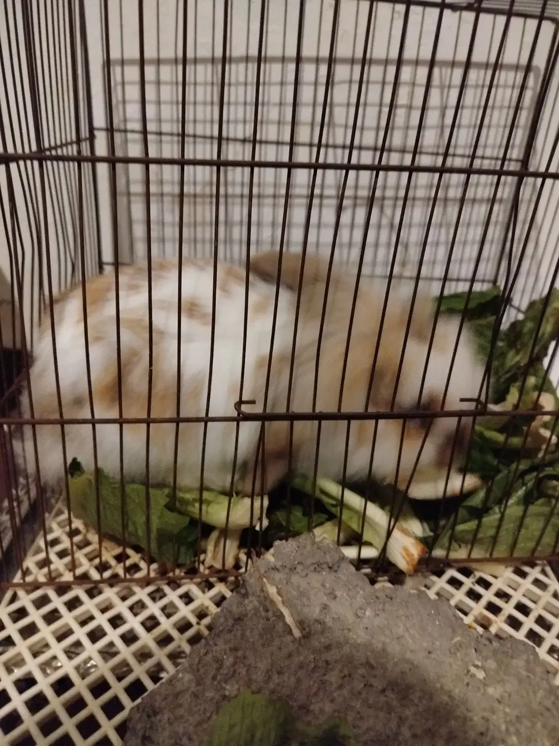 اسمش پنبس|موش و خرگوش|مشهد, احمدآباد|دیوار