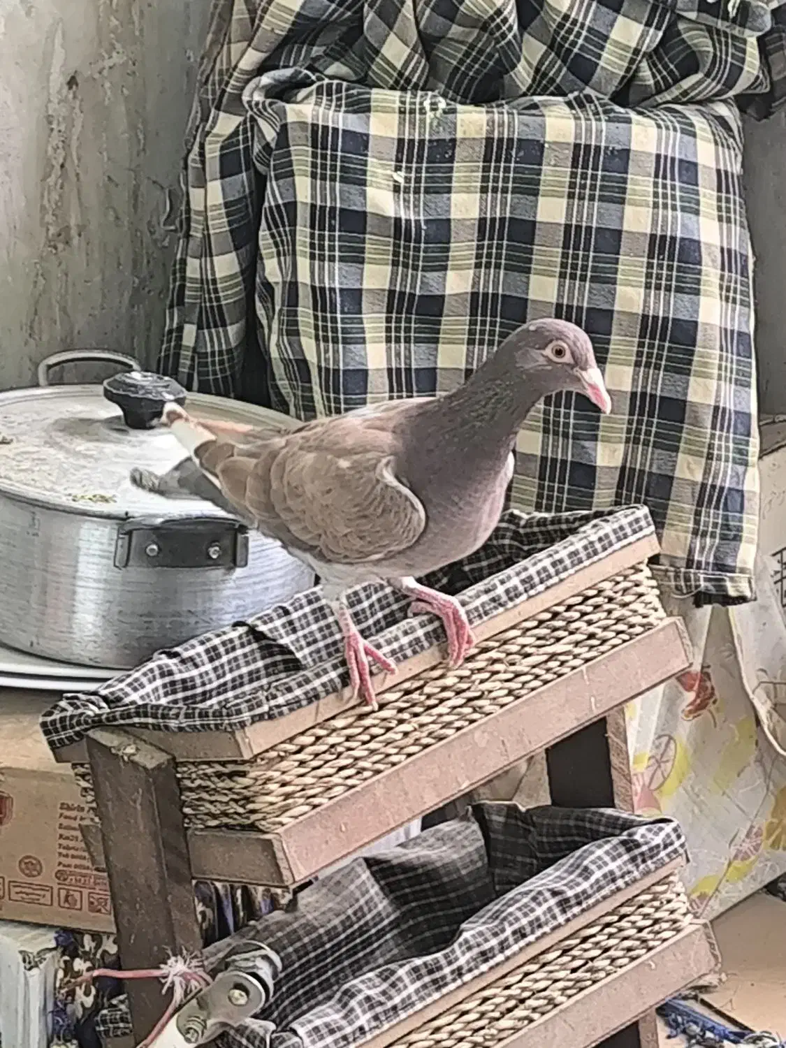 پرنده|پرنده|میبد, |دیوار