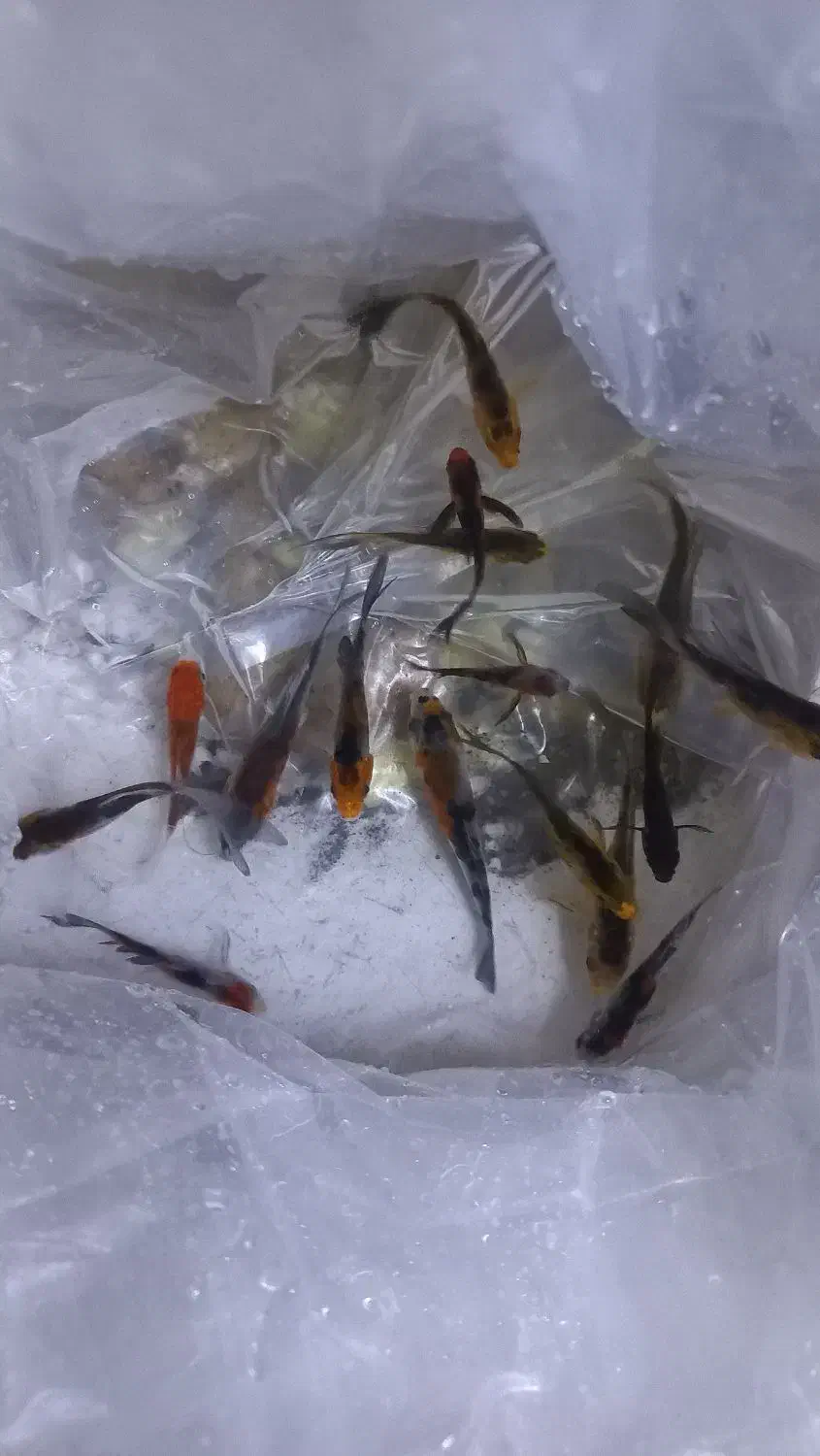 ماهی کوی لجن خوار|ماهی|قم, علی آباد سعدگان|دیوار