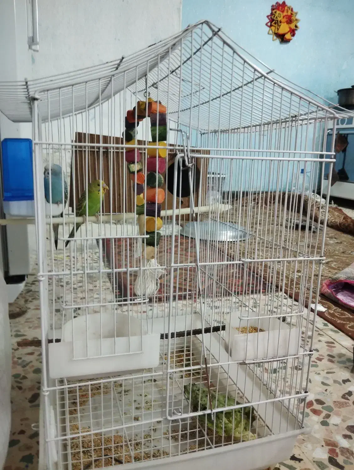 مرغ عشق|پرنده|کوهدشت, |دیوار