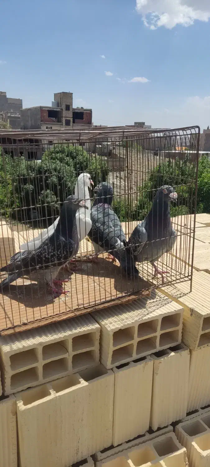 کبوتر|پرنده|بومهن, |دیوار