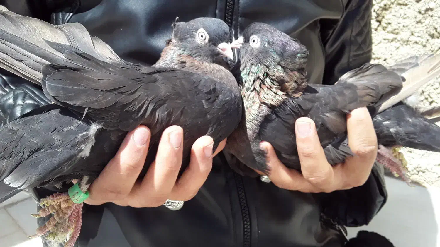 کبوتر کفتر سوسنی سرخ زاغ اراکی بمبوی|پرنده|شهرضا, |دیوار