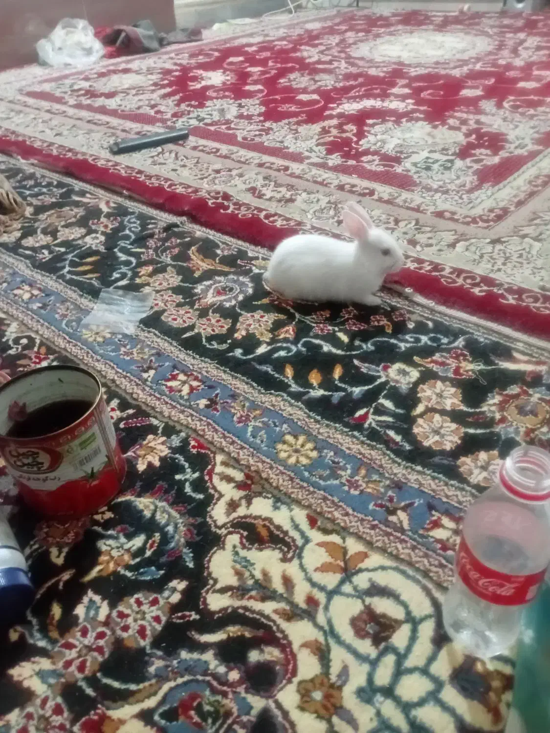 خرگوش فروشی|موش و خرگوش|هشتگرد, هشتگرد قدیم|دیوار