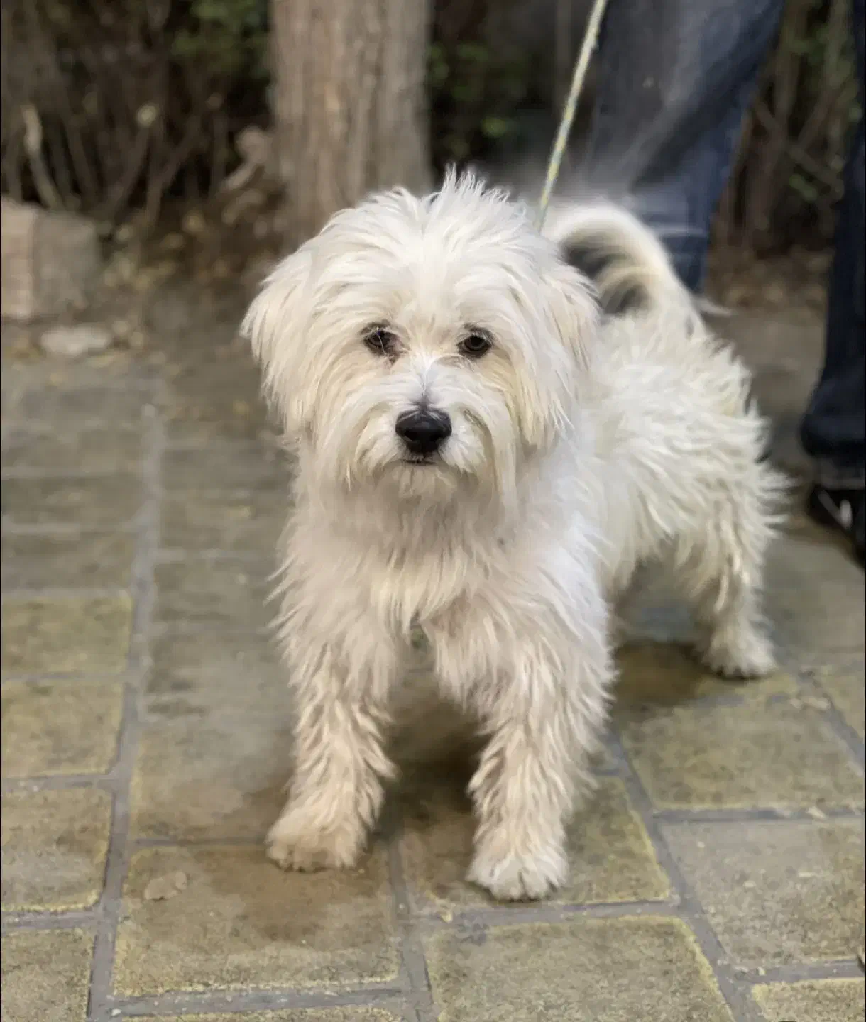 سگ تریر ۹ساله گمشده|حیوانات|ماهدشت, |دیوار