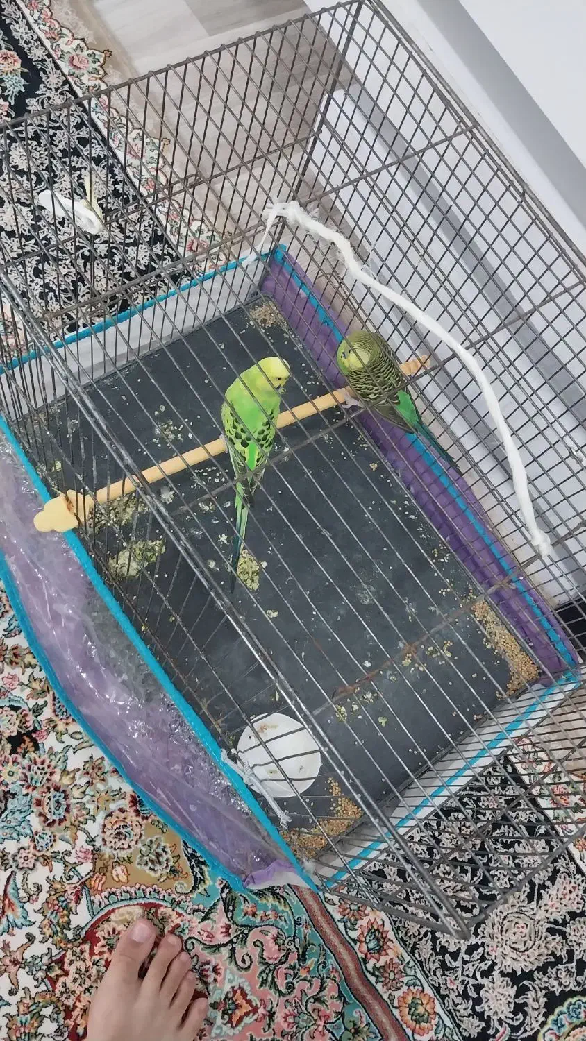 مرغ عشق نر نیم انگلیسی ماده نیم هلندی|پرنده|نقده, |دیوار