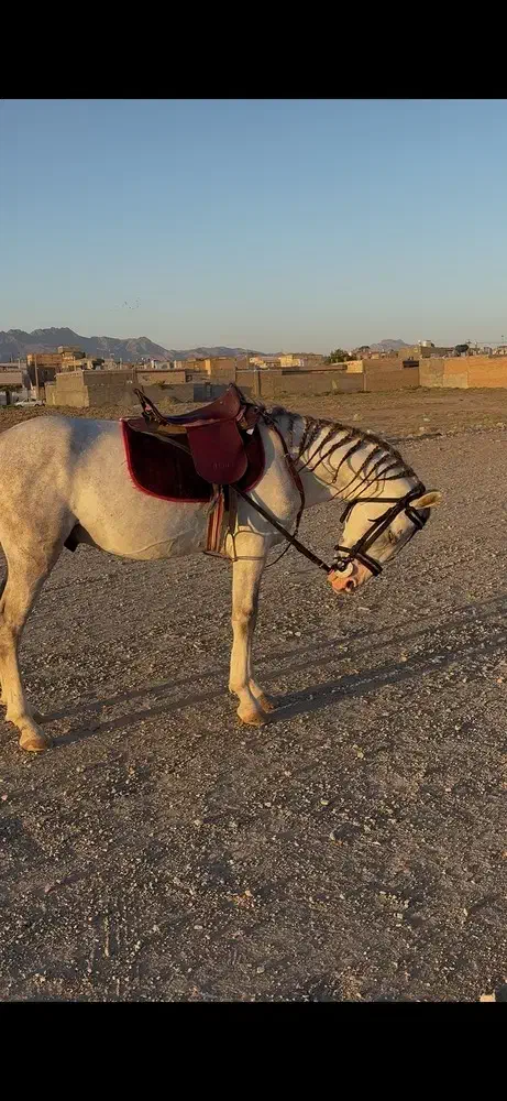 اسب ترکمن نریان|اسب و تجهیزات اسب‌سواری|مشهد, رده|دیوار