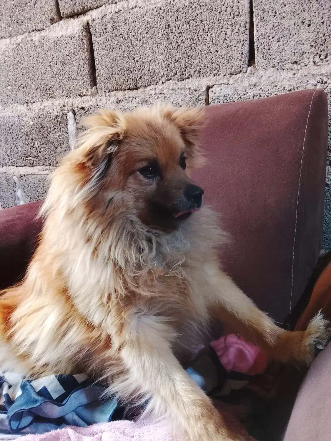 سگ پامرانین|سگ|رباطکریم, رباطکریم|دیوار