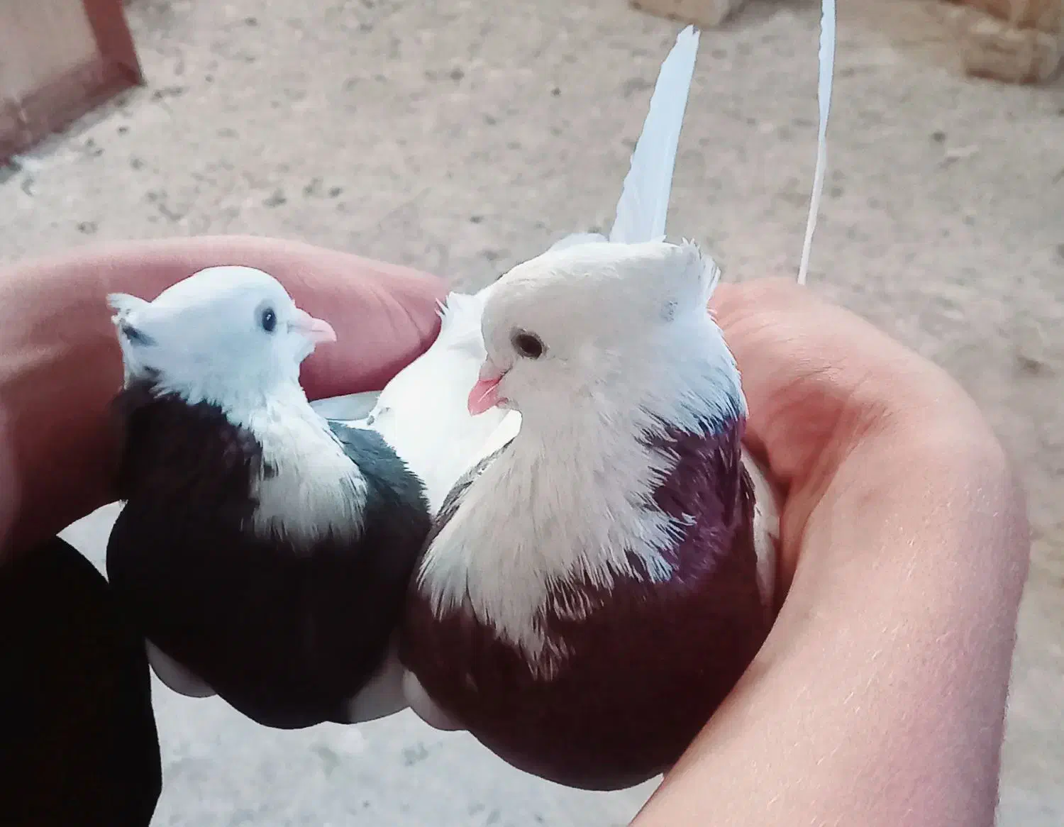 طوقی و دم سفید جفت|پرنده|خرمشهر, |دیوار