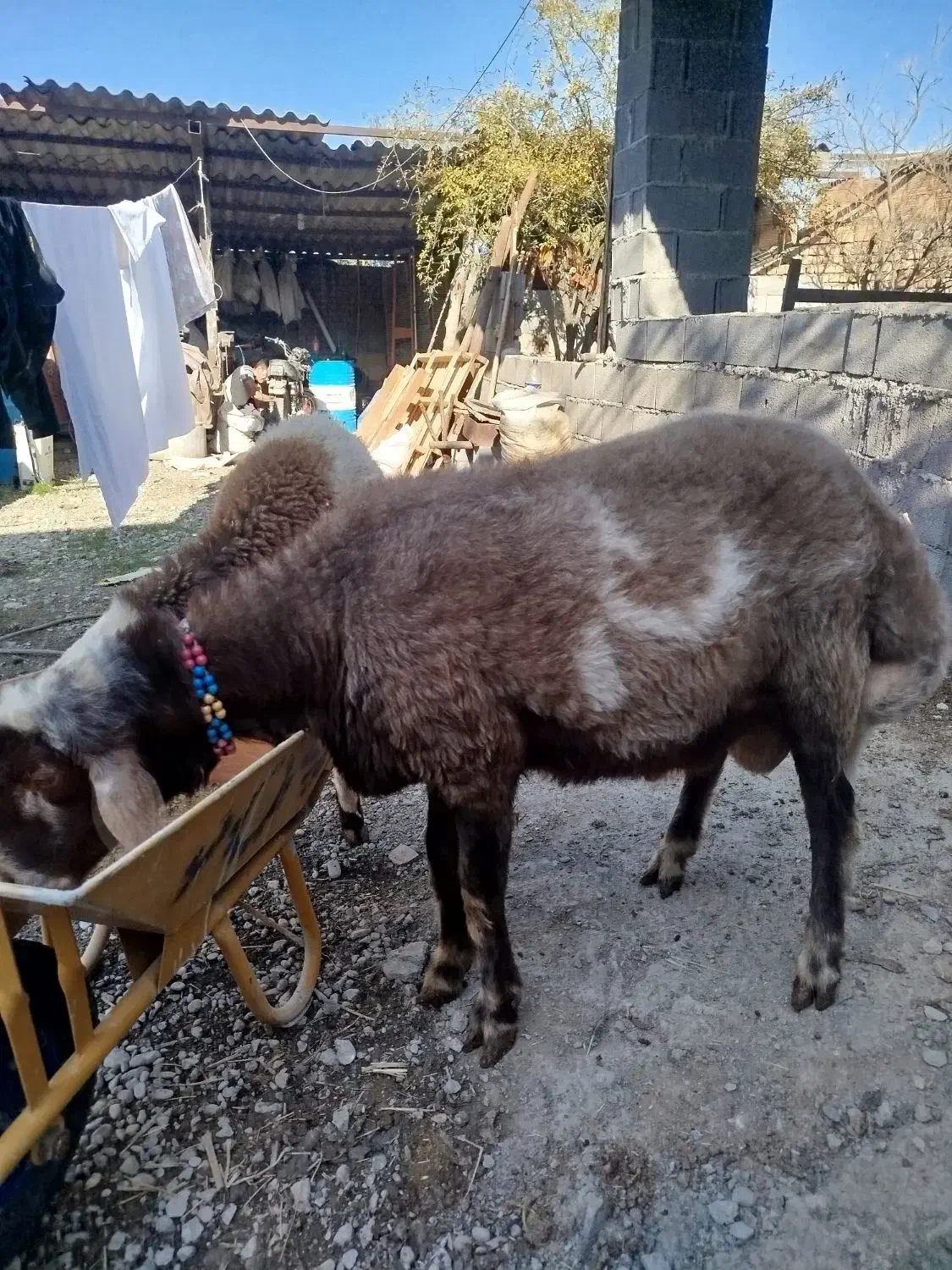 نر تخمی|حیوانات مزرعه|سرخنکلاته, |دیوار