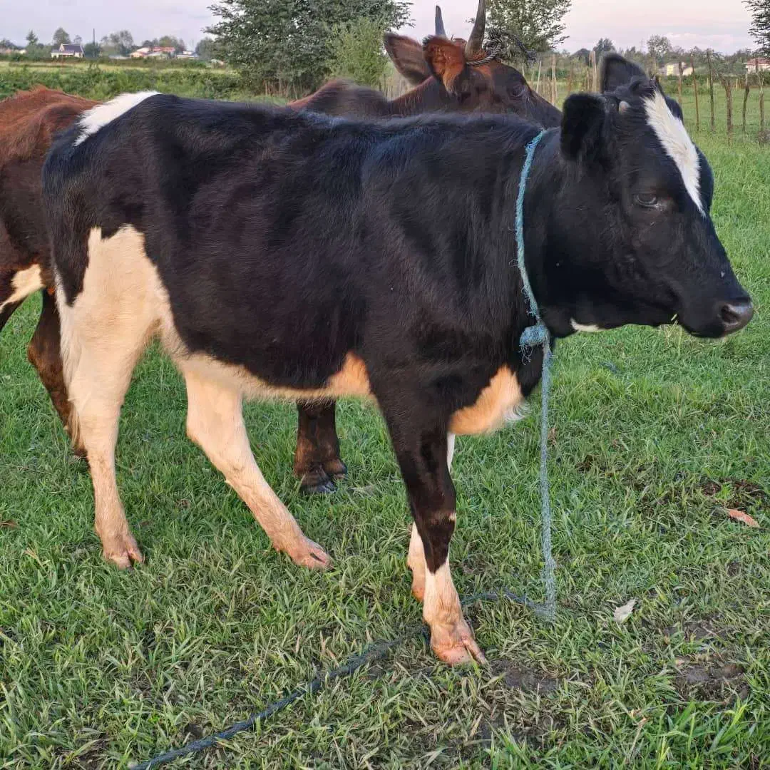 گوساله دورگ هلشتاین|حیوانات مزرعه|رشت, بازار|دیوار