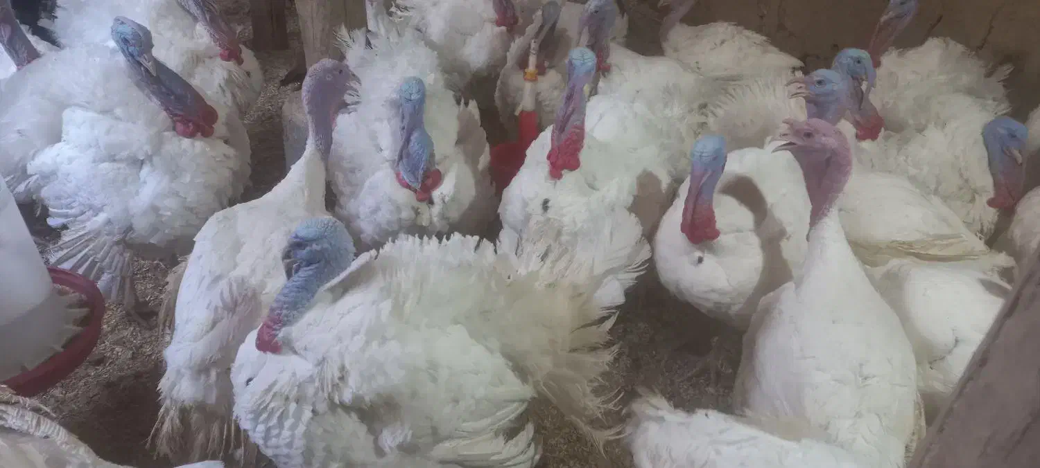 بوقلمون محلی ارگانیک و پرورشی پاک کردن رایگان|حیوانات مزرعه|کبودرآهنگ, |دیوار