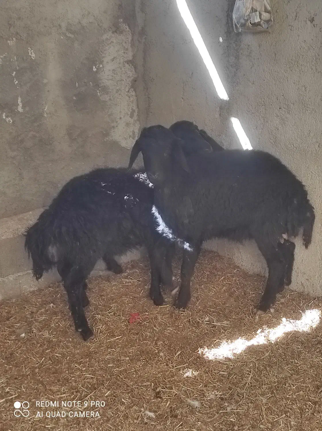 بره|حیوانات مزرعه|هشتگرد, تهران دشت|دیوار