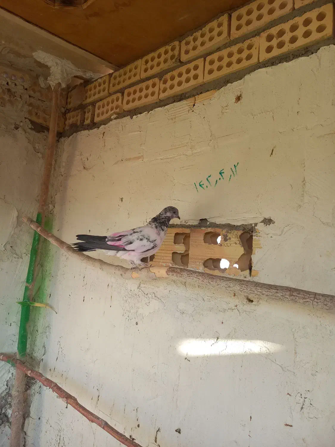 کل دم سیاه پر|پرنده|آران و بیدگل, |دیوار