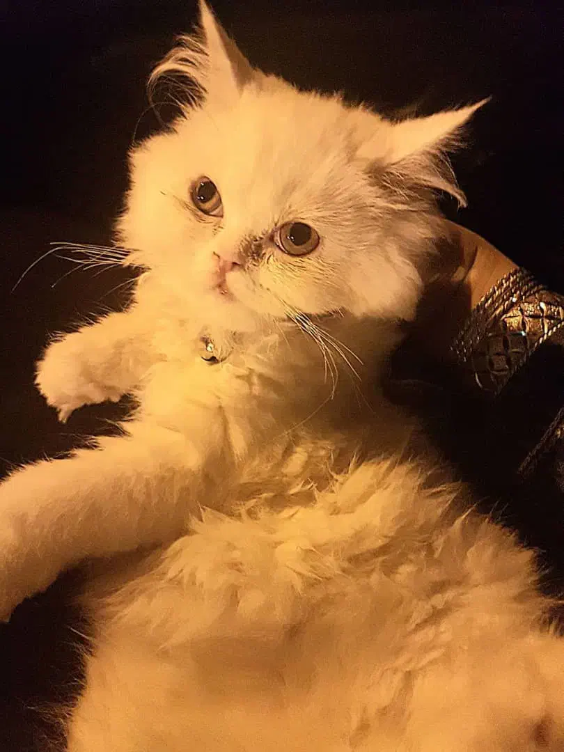 واگذاری گربه پرشین کلاسیک اقیم شده|گربه|تبریز, |دیوار