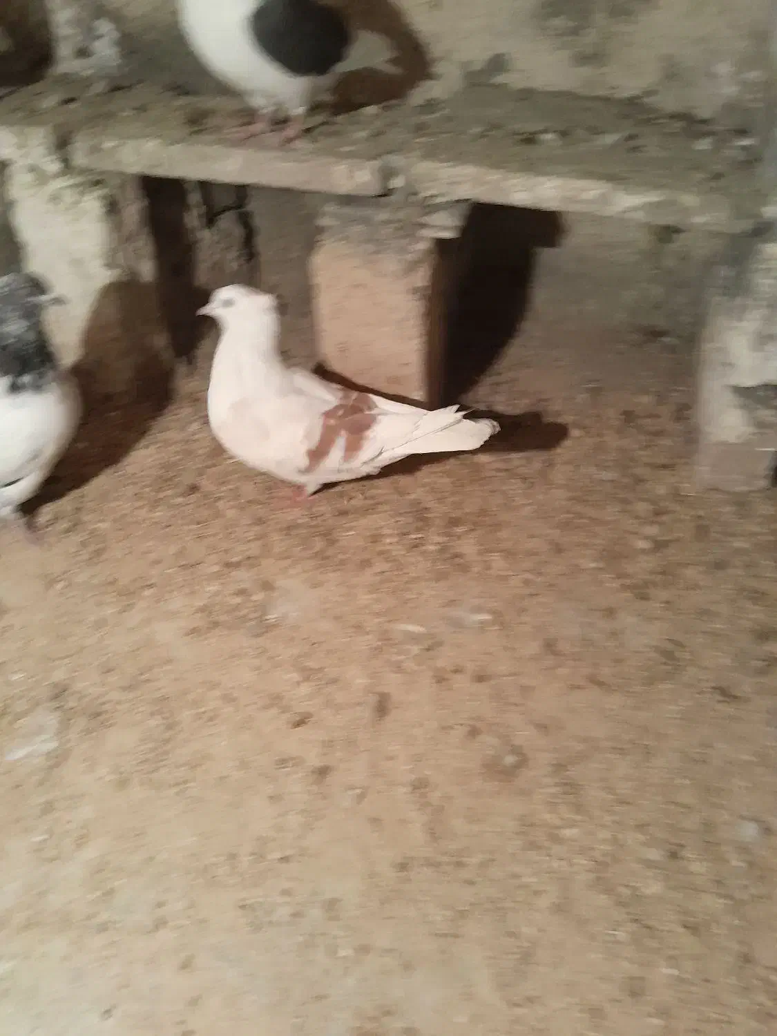 چنتا کفتر برا فروش نرم نرم هستن|پرنده|بروجرد, |دیوار