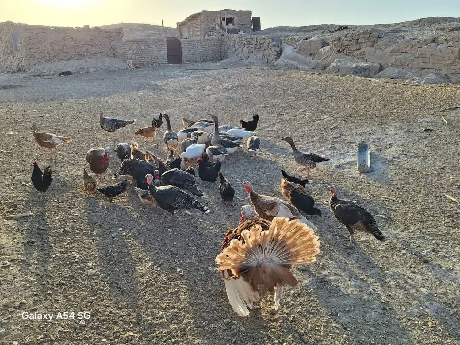 بوقلمون ماده|حیوانات مزرعه|قم, شاد قلی|دیوار