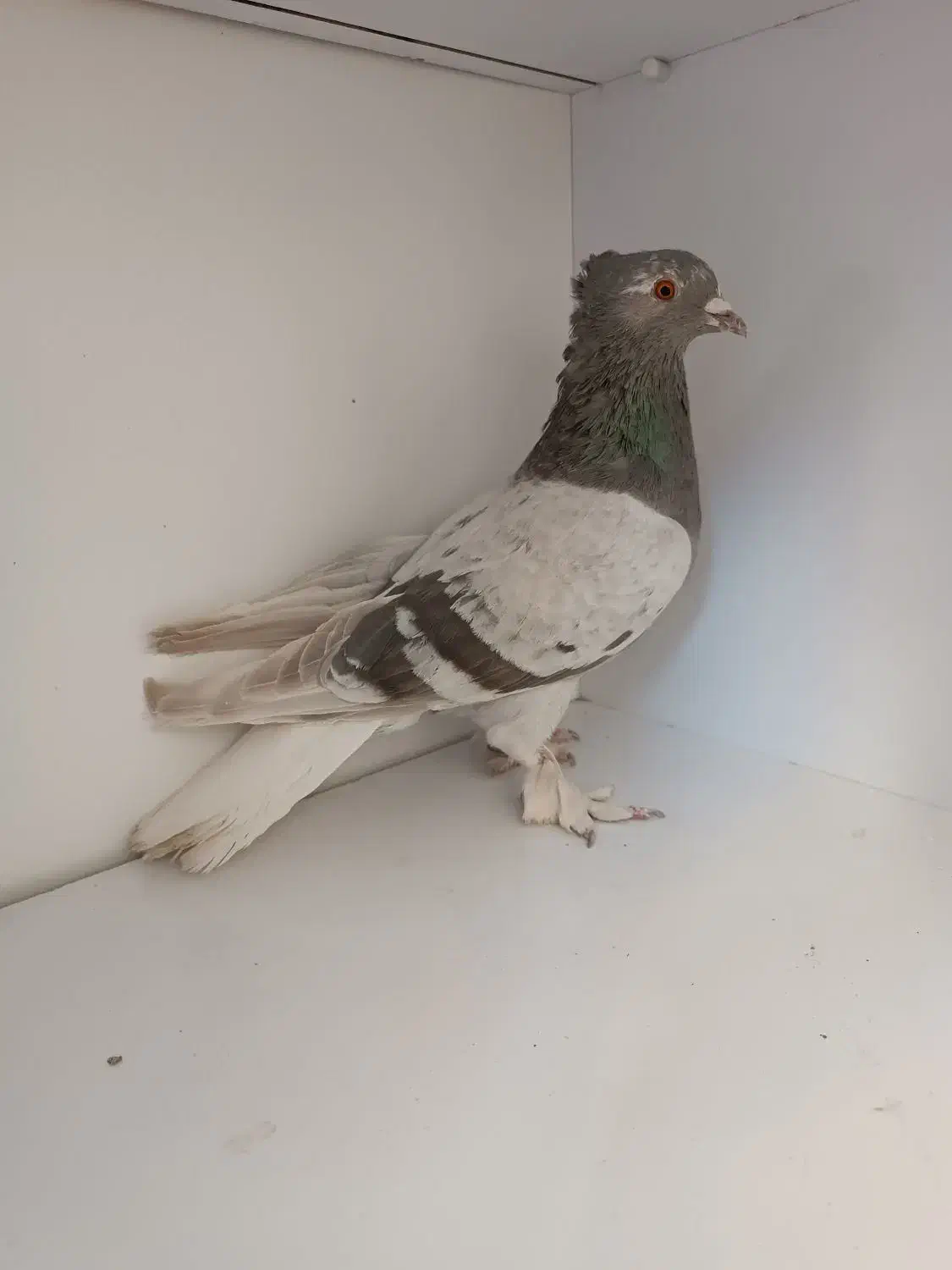 کفتر سبز دم سفید|پرنده|فردیس, شهرک ناز|دیوار