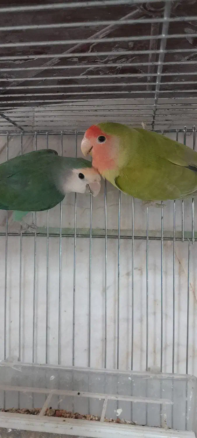 طوطی گرینچیک|پرنده|محمدیه-قزوین, |دیوار