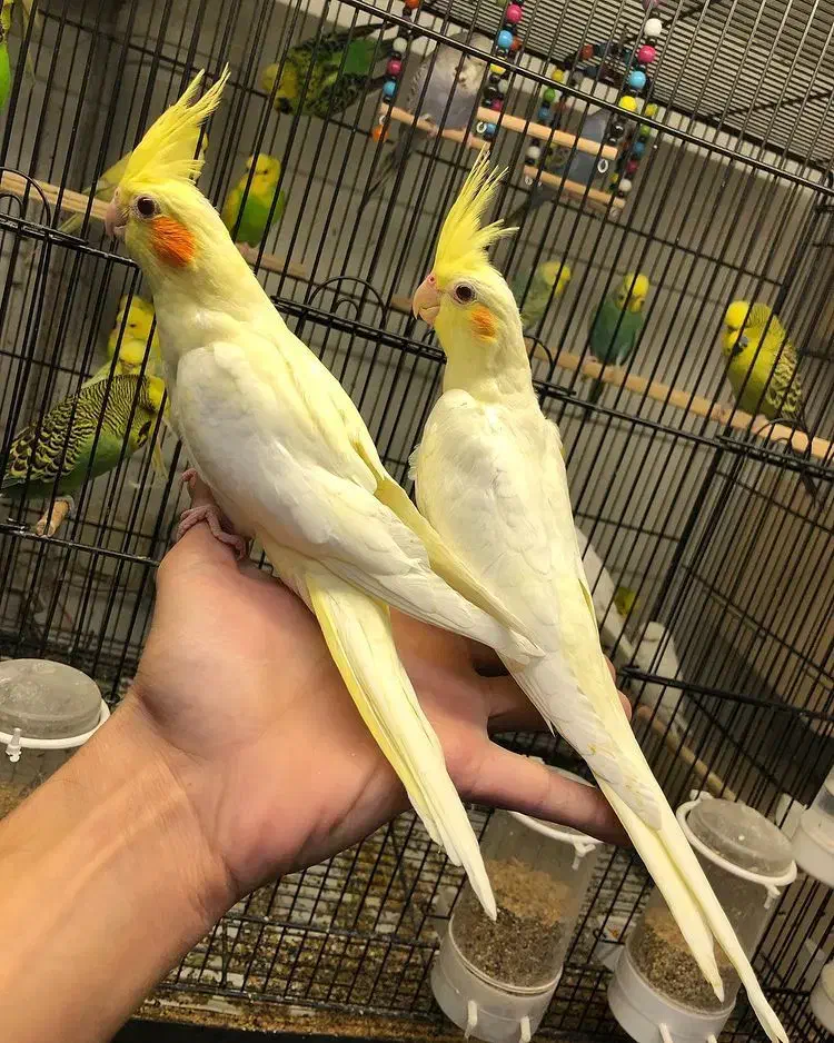 دنیای طوطی و عروس هلندی رام و دستی|پرنده|ساوه, |دیوار