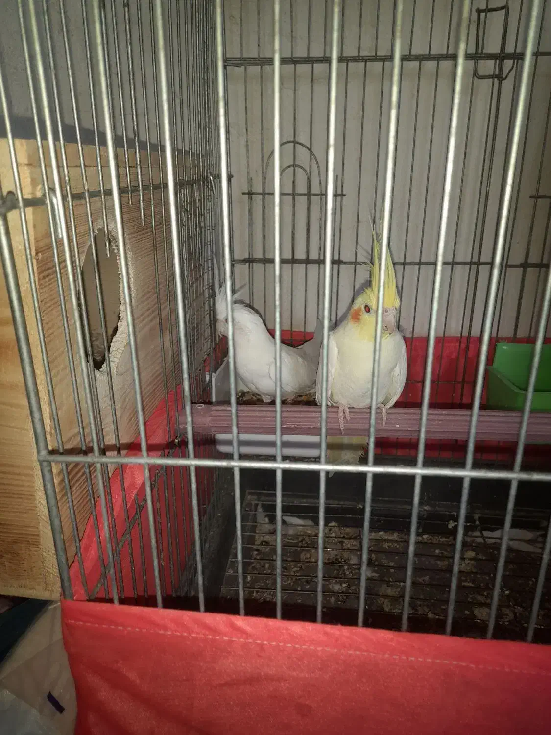 عروس هلندی وفنج|پرنده|بندرعباس, |دیوار