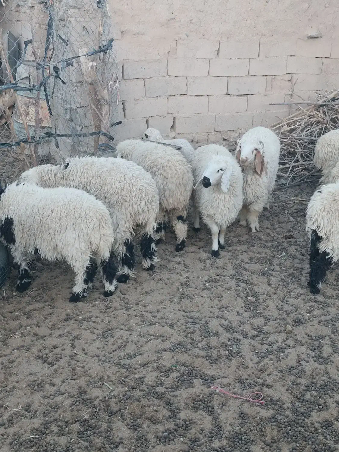 بره|حیوانات مزرعه|خاش, |دیوار