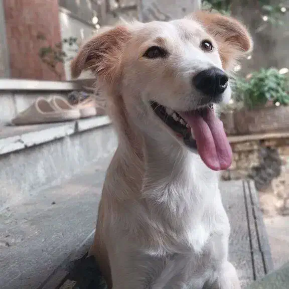 واگذاری رایگان سگ|سگ|آمل, |دیوار