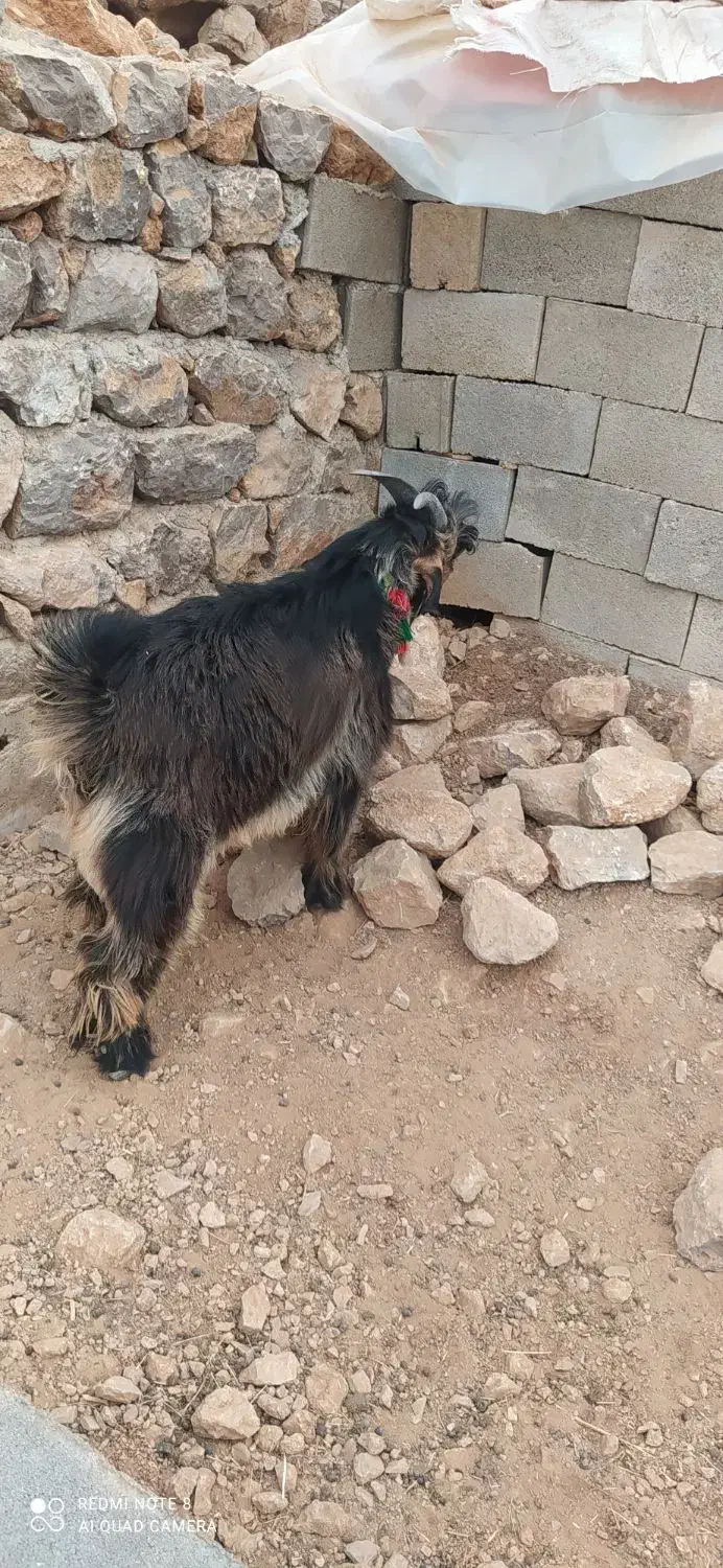 فروش دو عدد کهر تخمی اصلی رش گوش بلند|حیوانات مزرعه|ایذه, |دیوار