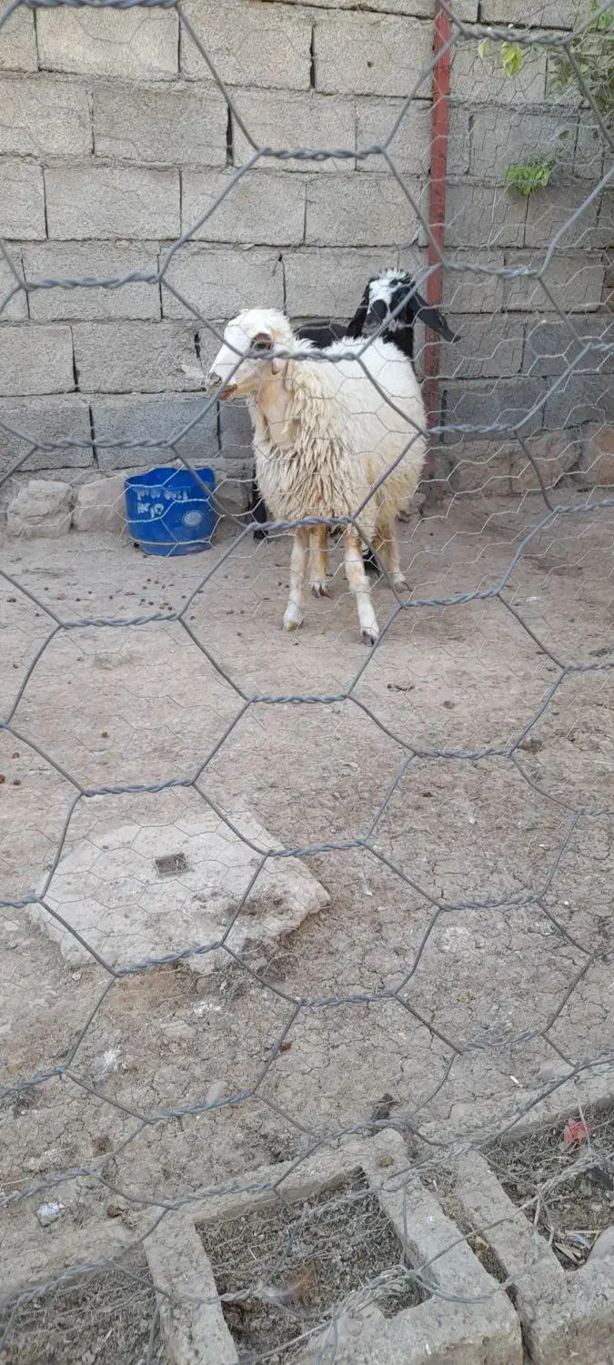بره|حیوانات مزرعه|سوری, |دیوار