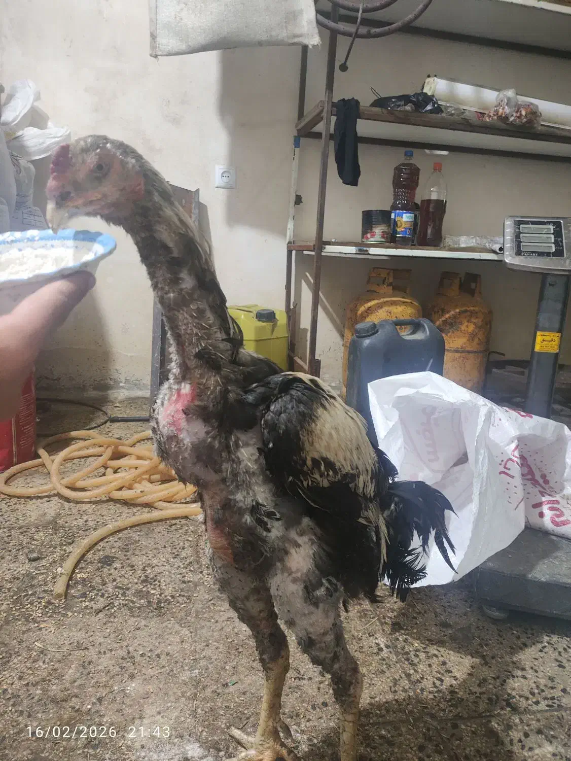 خروس لاری|حیوانات مزرعه|خاو و میرآباد, |دیوار