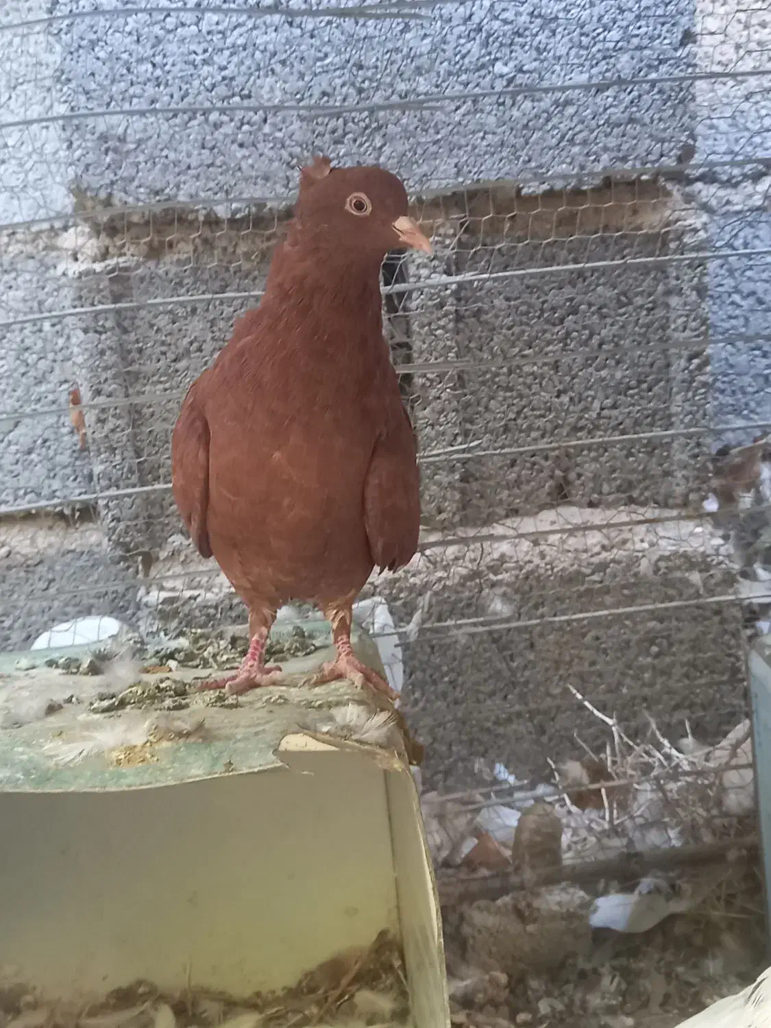 کفتر گلی کبوتر گلی کلایی پالخت|پرنده|بافت, |دیوار