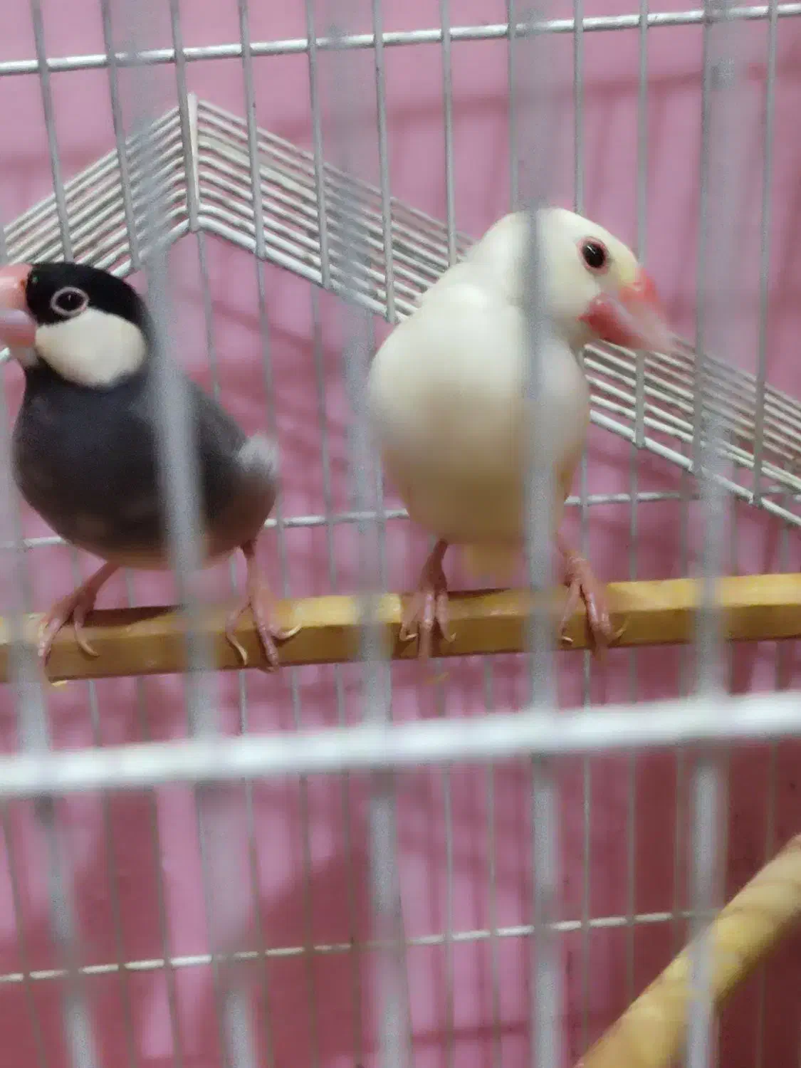 فنچ نرگسی مولد|پرنده|مشهد, شهرک مهر آباد|دیوار