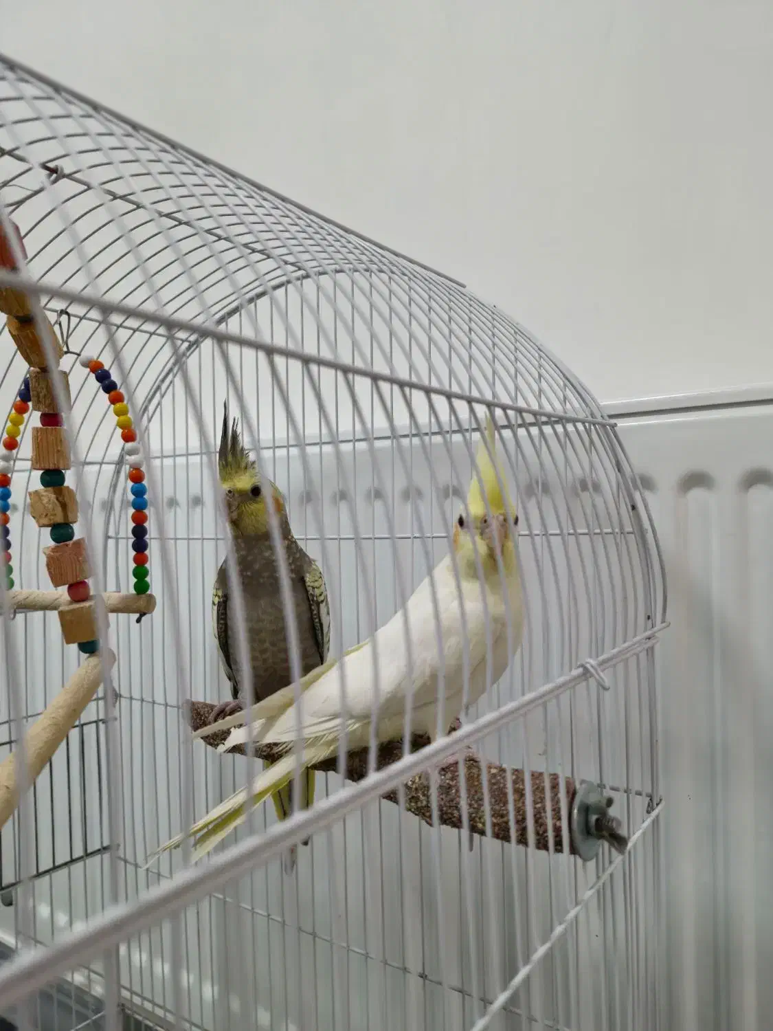 فروش عروس هلندی|پرنده|یاسوج, |دیوار