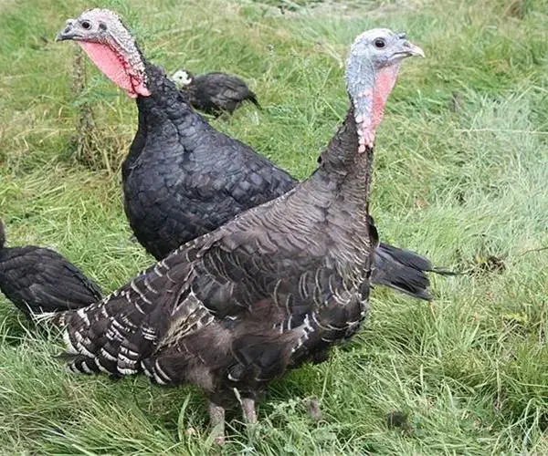 فروش بوقلمون برنز محلی|خوردنی و آشامیدنی|شیراز, محمدیه|دیوار