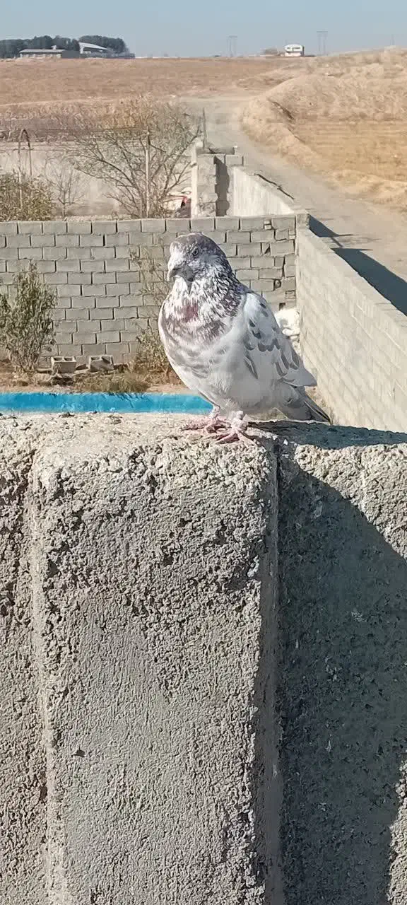 کفتربوم پرشی|پرنده|مشهد, صداقیه|دیوار