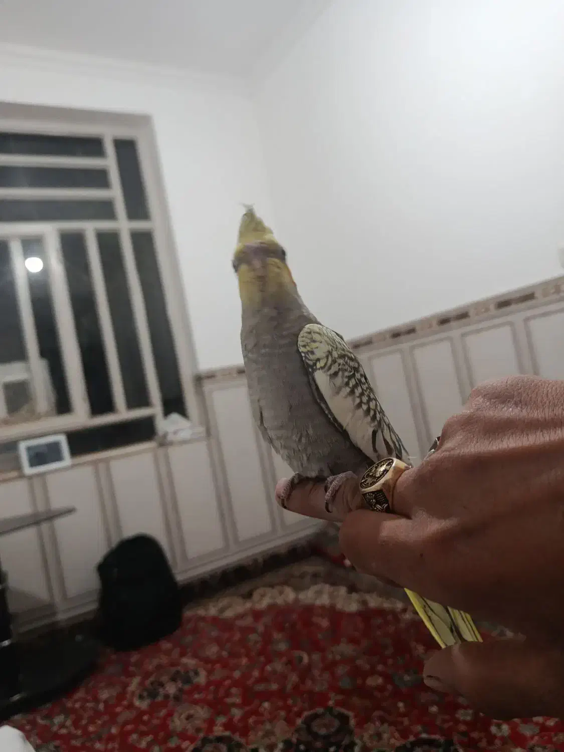 جوجه عروس هلندی گل با قالی|پرنده|حمیدیا, |دیوار