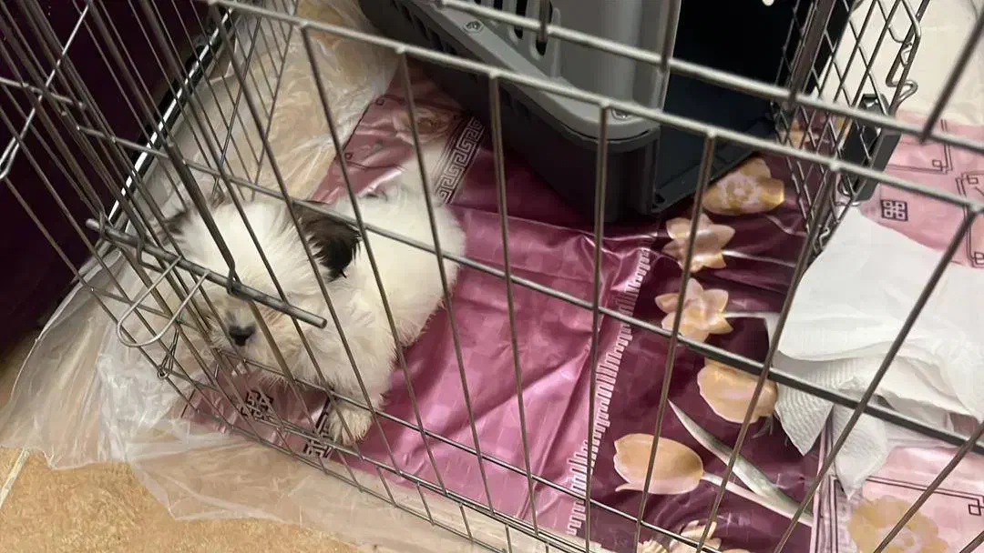 سگ شیتزو دو ماهه|سگ|یزد, |دیوار