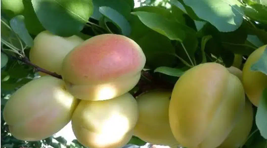 باغ گردو|فروش دفتر صنعتی، کشاورزی، تجاری|نهاوند, |دیوار