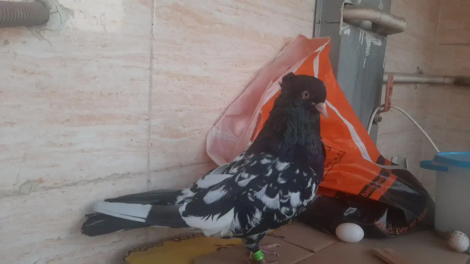 کله اهوازی ذات قدیم|پرنده|اهواز, کوی باهنر|دیوار