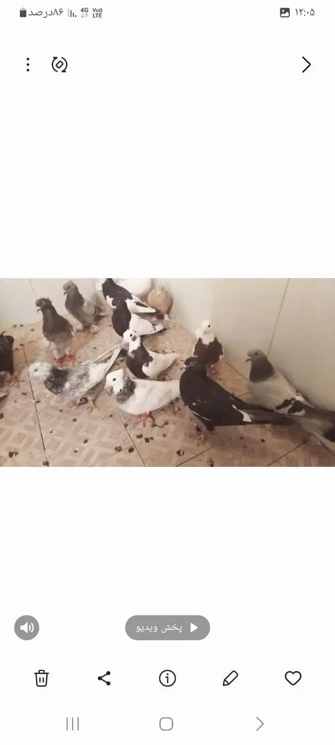 ۱۵ تا بهبونی دونه ۳۰۰ رو هم ۴ تا ماده ۱۱ تا نر|پرنده|مرودشت, فیروزی|دیوار