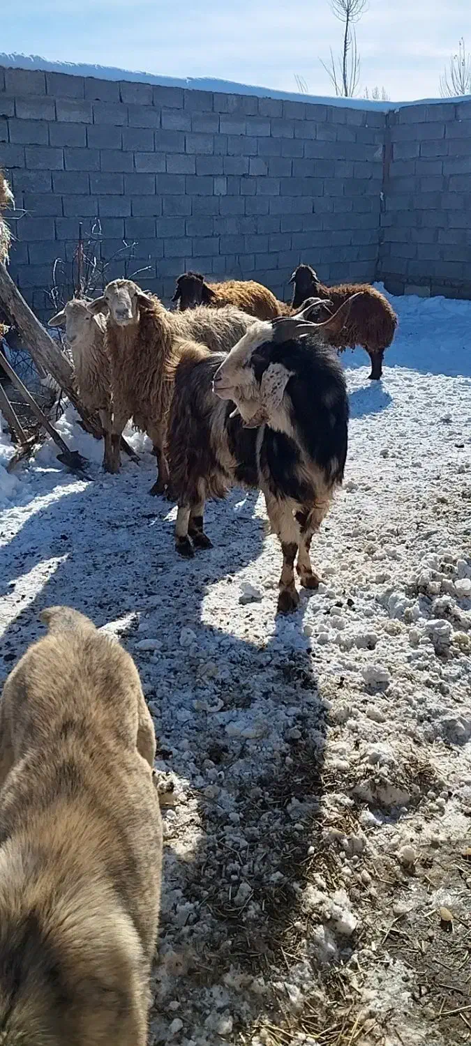 بز نر|حیوانات مزرعه|اردبیل, |دیوار