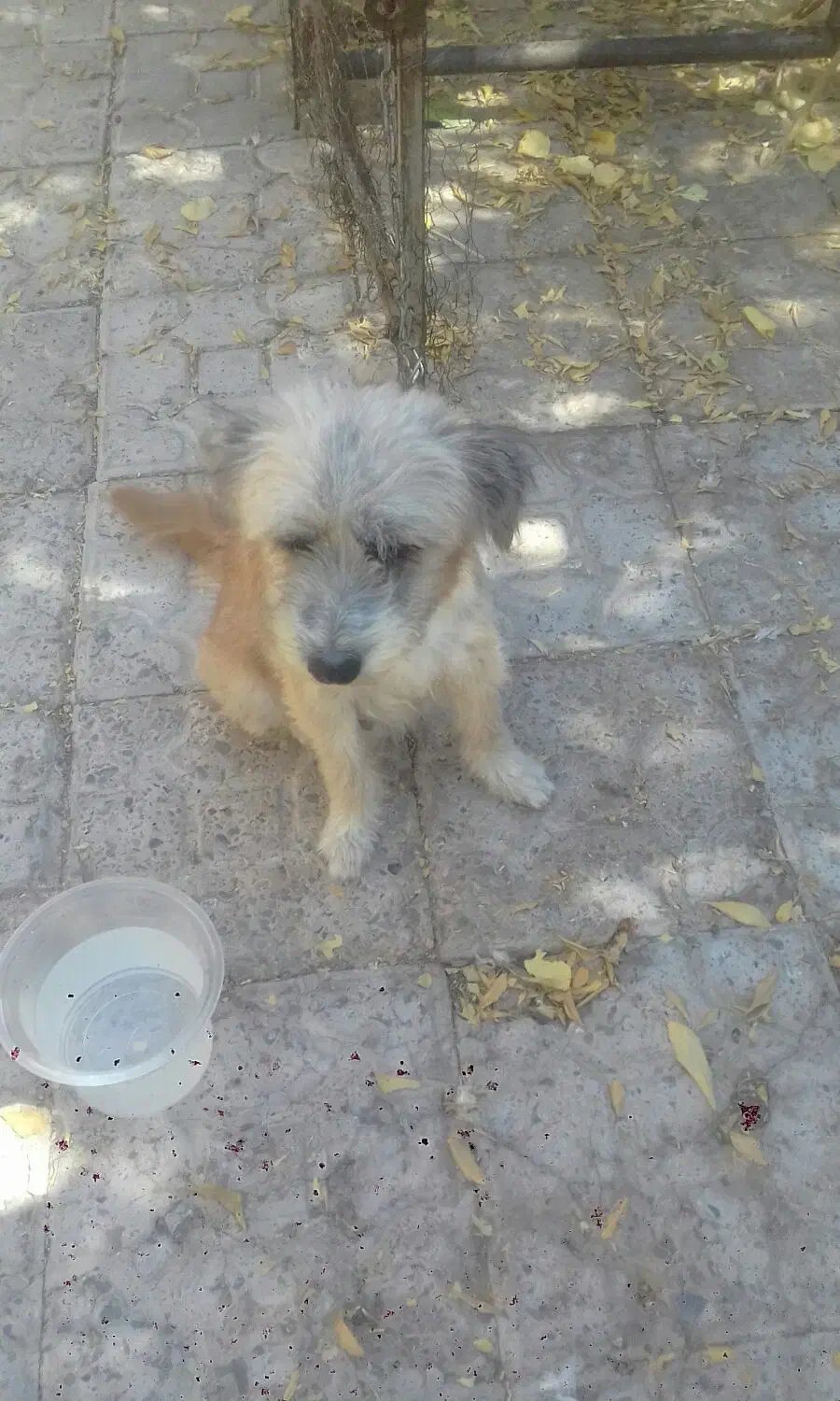 سگ پا کوتا نر و ماده|سگ|کرمان, |دیوار