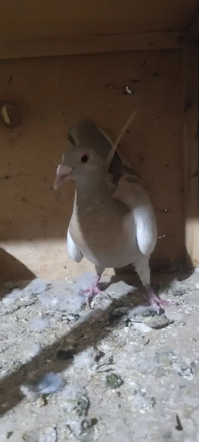 ماده خطی لیمویی|پرنده|شال, |دیوار