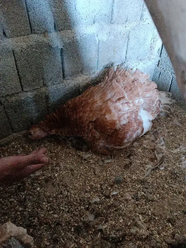 بوقلمون کرچ( به کر)|حیوانات مزرعه|سقز, |دیوار