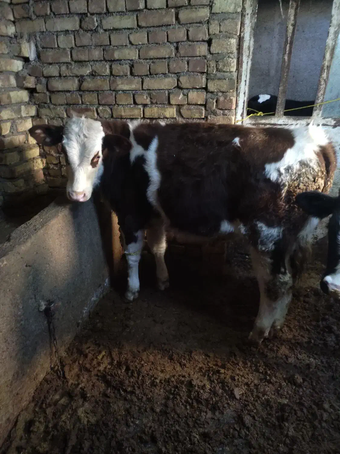 گوساله نر سیمینتال|حیوانات مزرعه|تاکستان, |دیوار